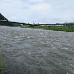 狩野川(狩野川漁業協同組合) 釣果