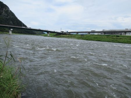 狩野川(狩野川漁業協同組合) 釣果