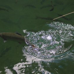 小菅トラウトガーデン 釣果