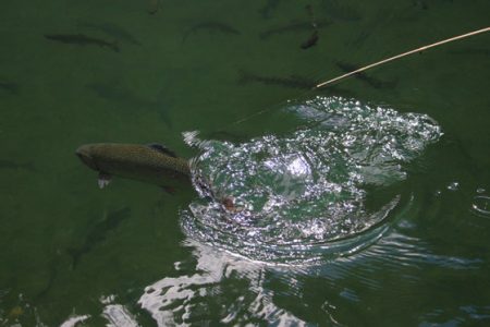 小菅トラウトガーデン 釣果