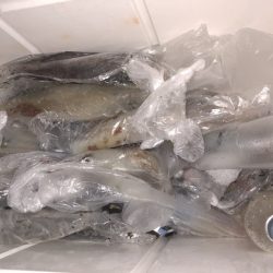 幸風（さちかぜ） 釣果