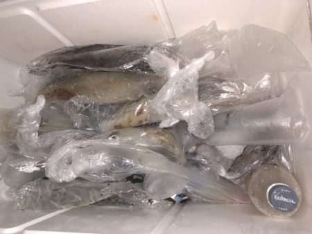 幸風（さちかぜ） 釣果