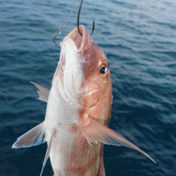 遊漁船ブルーウッズ 釣果