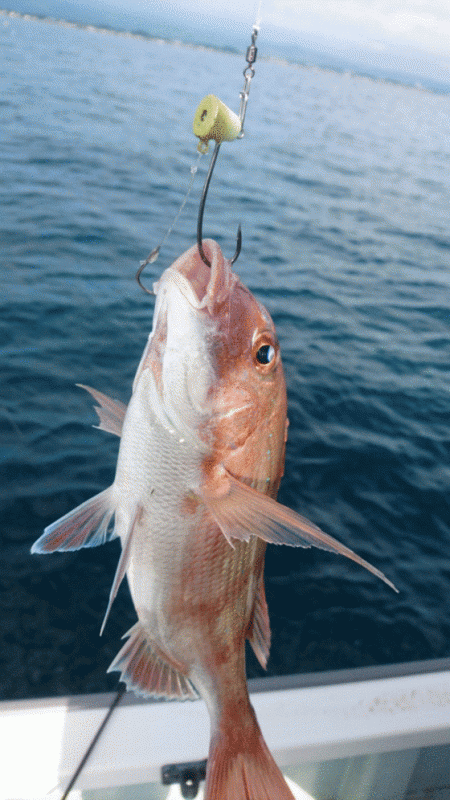 遊漁船ブルーウッズ 釣果