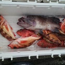 大進丸（新潟） 釣果