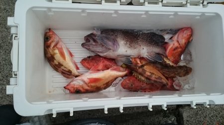 大進丸（新潟） 釣果