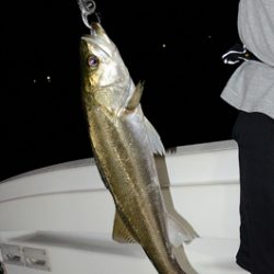 Marine T Design マリンティーデザイン 釣果