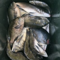 由良渡船 釣果