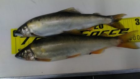 狩野川(狩野川漁業協同組合) 釣果