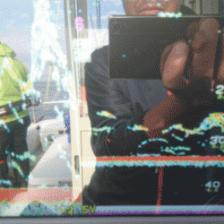 遊漁船ブルーウッズ 釣果