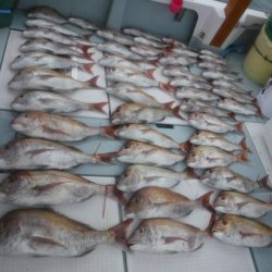 遊漁船 幸友丸 釣果