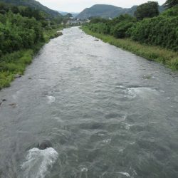 狩野川(狩野川漁業協同組合) 釣果