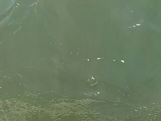 フィッシングガイド りょう 釣果