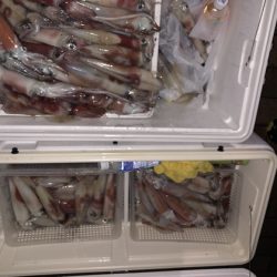 幸風（さちかぜ） 釣果