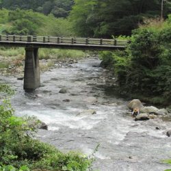 狩野川(狩野川漁業協同組合) 釣果