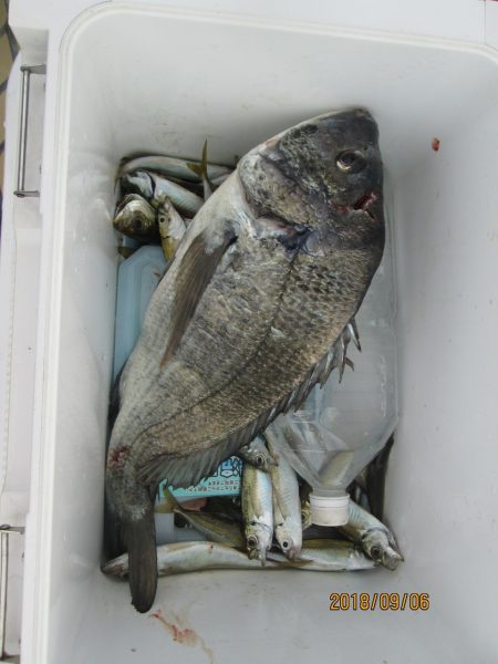 下関フィッシングパーク 釣果