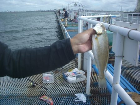 オリジナルメーカー海づり公園(市原市海づり施設) 釣果