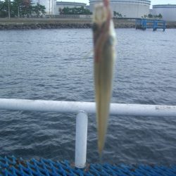 オリジナルメーカー海づり公園(市原市海づり施設) 釣果