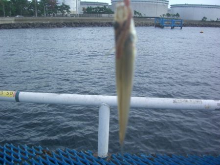 オリジナルメーカー海づり公園(市原市海づり施設) 釣果