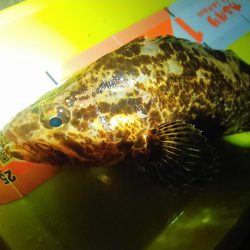 浜名湖 タケノコメバル ライトゲーム