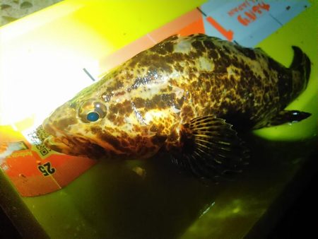 浜名湖 タケノコメバル ライトゲーム