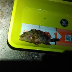 浜名湖 タケノコメバル ライトゲーム