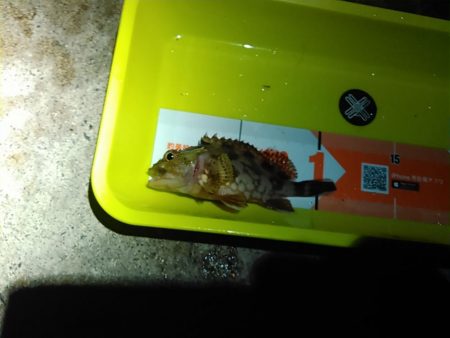 浜名湖 タケノコメバル ライトゲーム