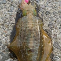 台風接近前にちょっとだけエギング