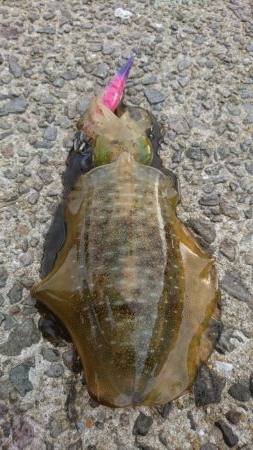 台風接近前にちょっとだけエギング