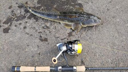 湘南小河川ライトゲーム