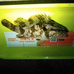 浜名湖 タケノコメバル ライトゲーム