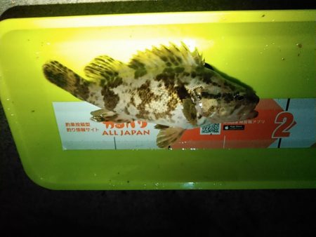 浜名湖 タケノコメバル ライトゲーム