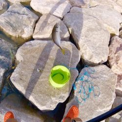 サクッと晩酌の友ゲット