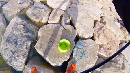 サクッと晩酌の友ゲット