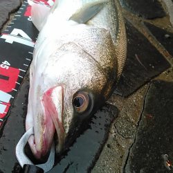 佐鳴湖　シーバス デイゲーム