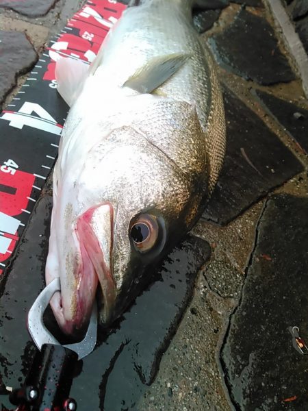 佐鳴湖　シーバス デイゲーム