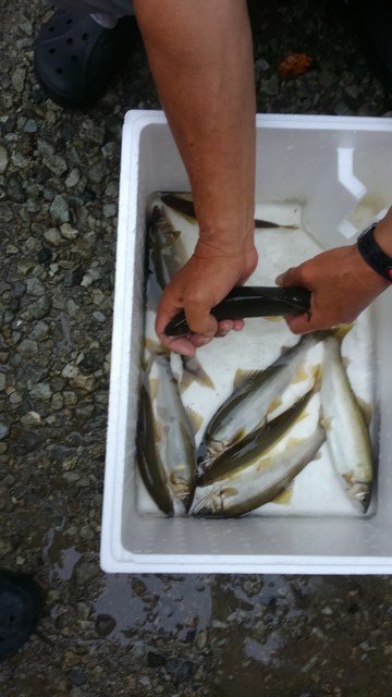 狩野川（狩野川漁業協同組合） 釣果