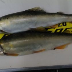 狩野川(狩野川漁業協同組合) 釣果