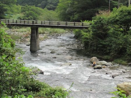 狩野川(狩野川漁業協同組合) 釣果