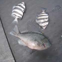 オリジナルメーカー海づり公園(市原市海づり施設) 釣果