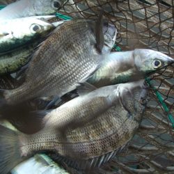 オリジナルメーカー海づり公園(市原市海づり施設) 釣果