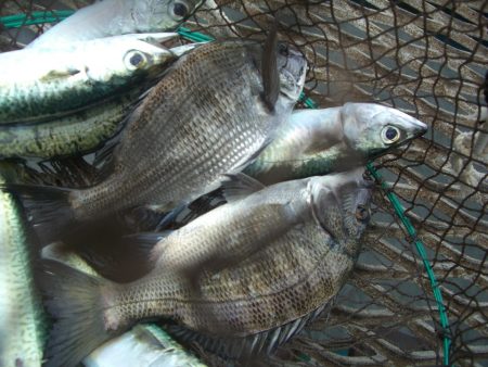オリジナルメーカー海づり公園(市原市海づり施設) 釣果