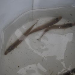 オリジナルメーカー海づり公園(市原市海づり施設) 釣果