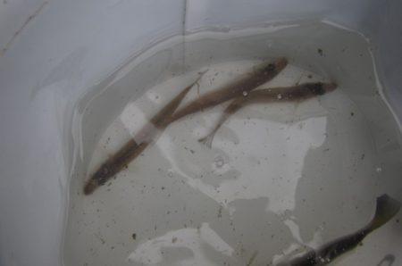 オリジナルメーカー海づり公園(市原市海づり施設) 釣果