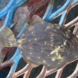 オリジナルメーカー海づり公園(市原市海づり施設) 釣果