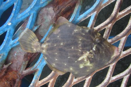 オリジナルメーカー海づり公園(市原市海づり施設) 釣果