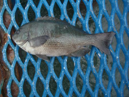 オリジナルメーカー海づり公園(市原市海づり施設) 釣果