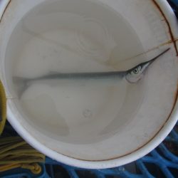 オリジナルメーカー海づり公園(市原市海づり施設) 釣果