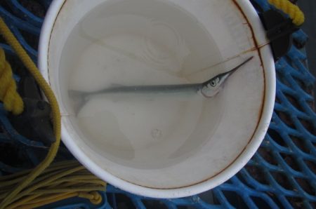 オリジナルメーカー海づり公園(市原市海づり施設) 釣果