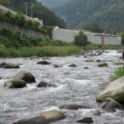 狩野川(狩野川漁業協同組合) 釣果